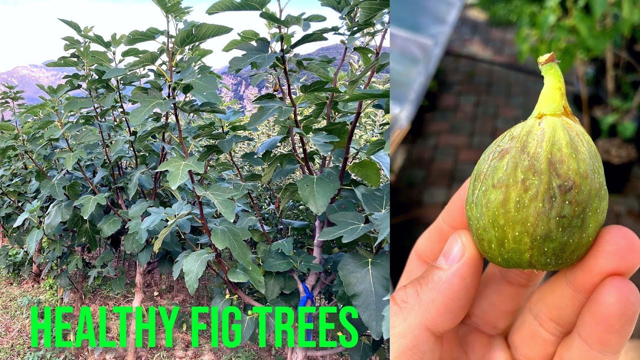 Unhealthy Fig Tree? Don't Miss This Step