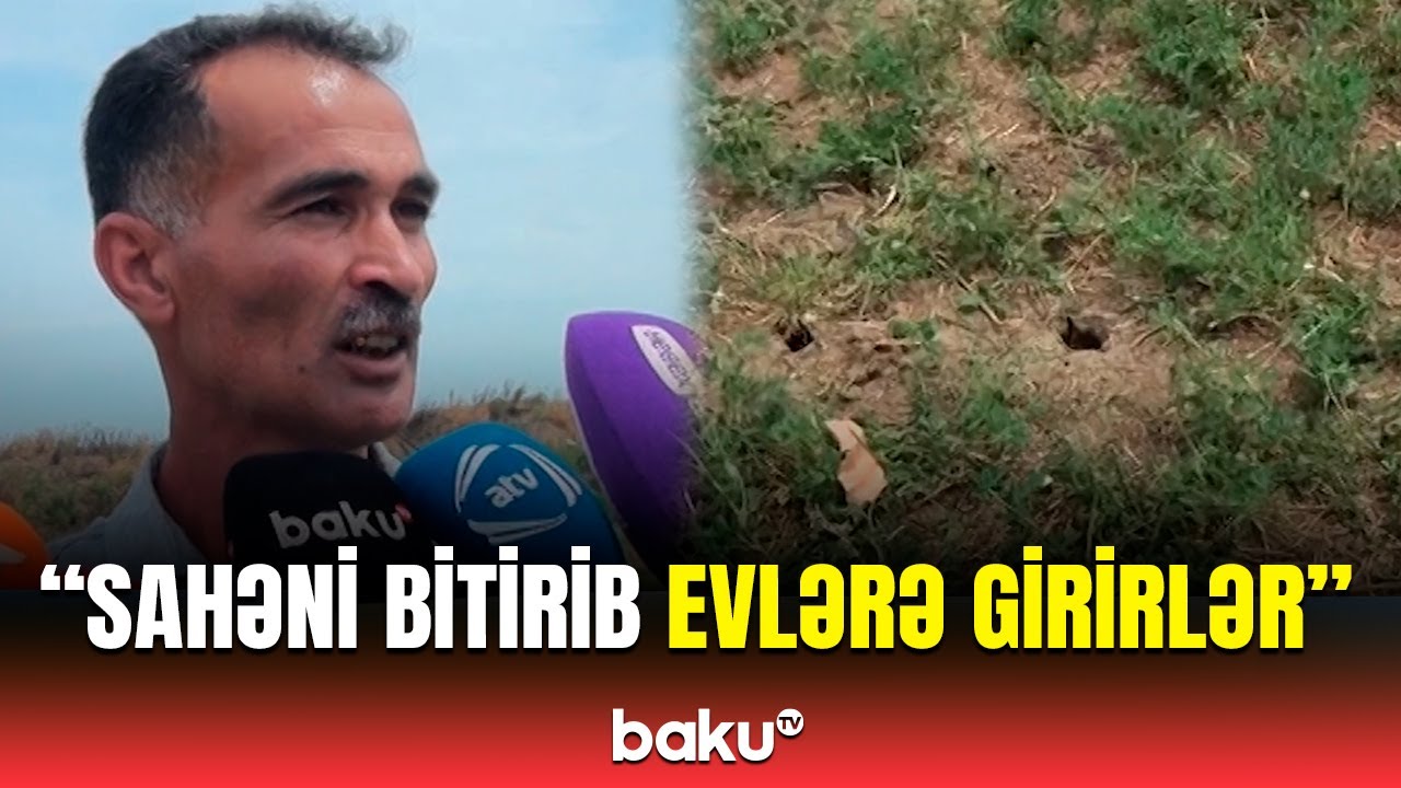 Masallıda fermerlər çıxılmaz vəziyyətdə | Gəmiricilər sahələri məhv edir