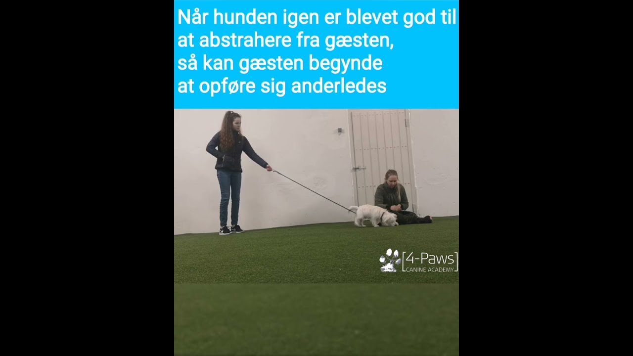 Lær din hund ikke at hoppe op ad gæster! 4-Paws Canine Academy