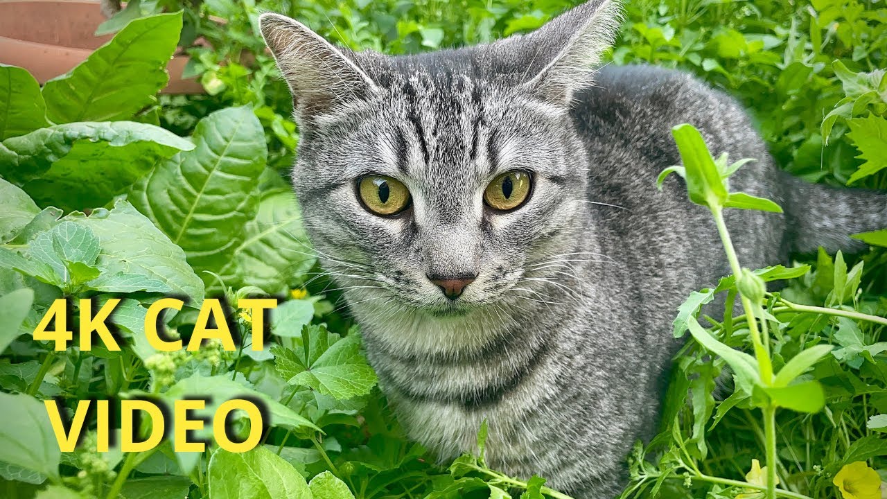 House Cat Enjoying Outdoor Freedom