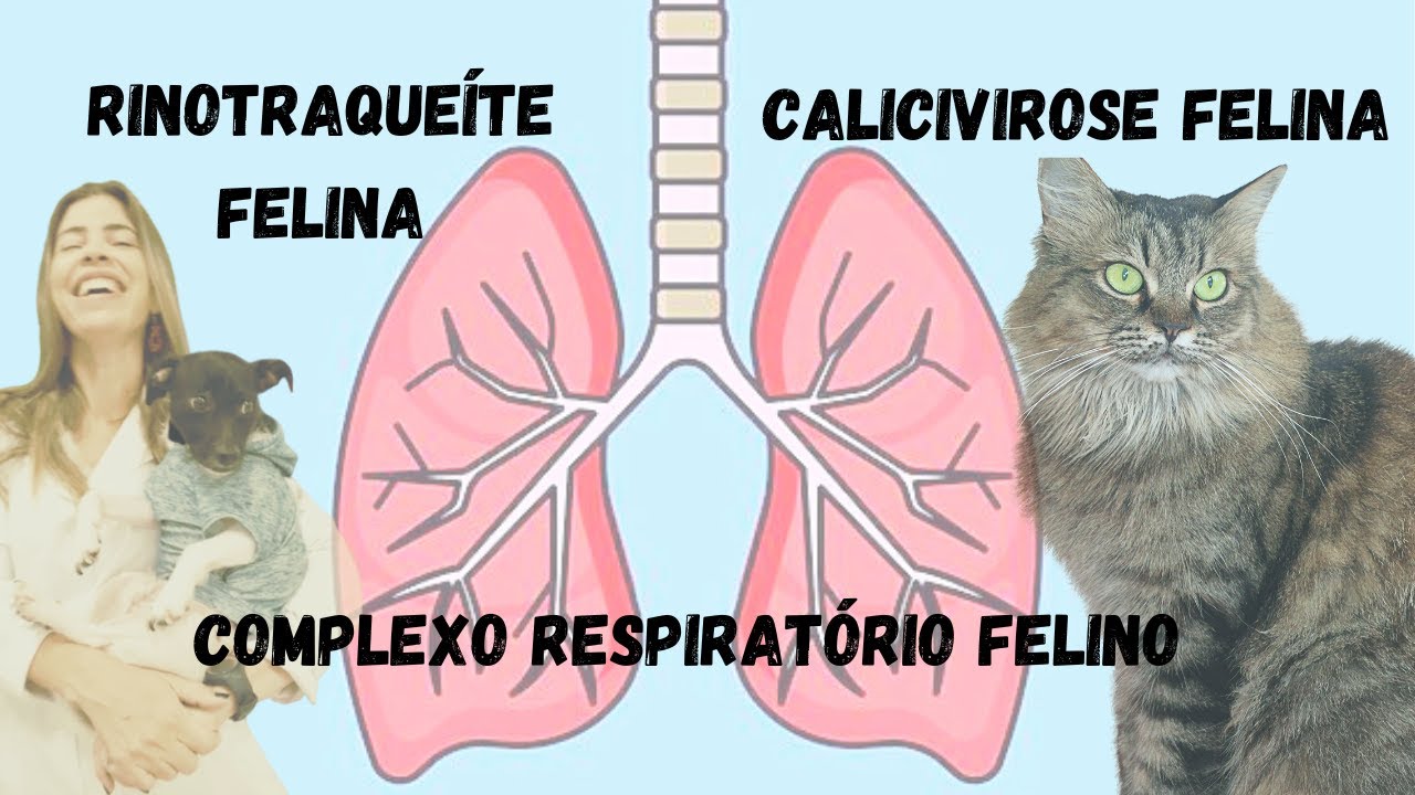 Complexo respiratório felino: rinotraqueíte felina e calicivirose felina