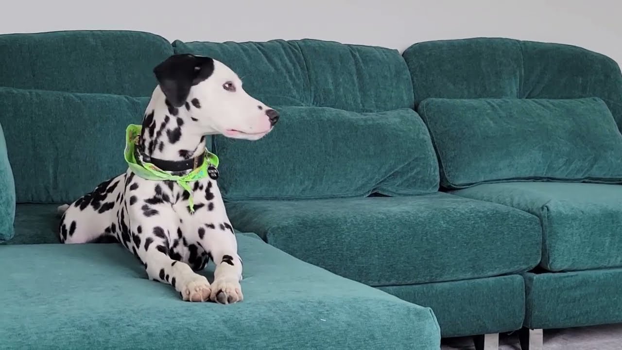 Transformer Table & Couch Honest Review