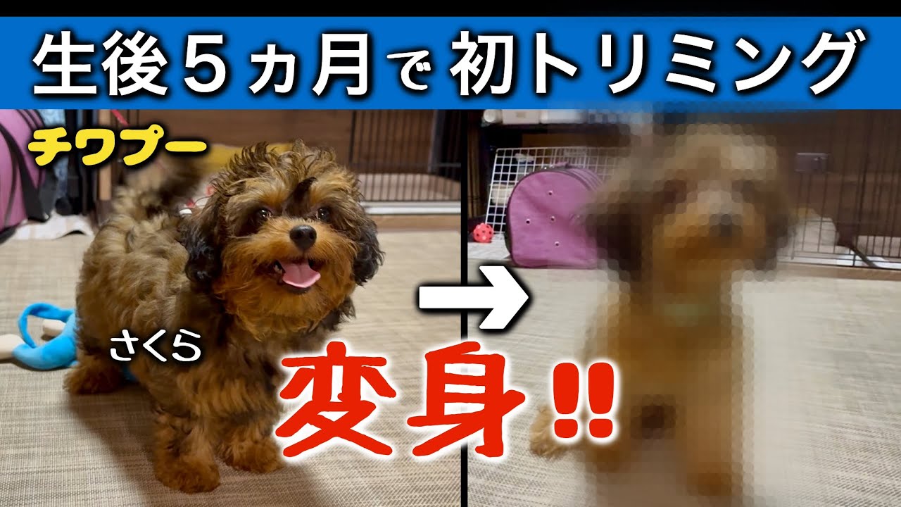 【初めてのトリミング】生後５ヵ月のチワプーのさくら