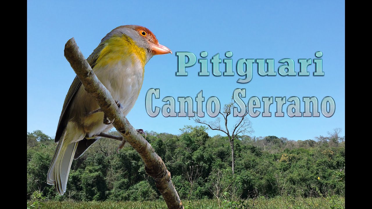 Pitiguari canto Serrano gravado ao vivo em HQ para ensinamento de filhotes