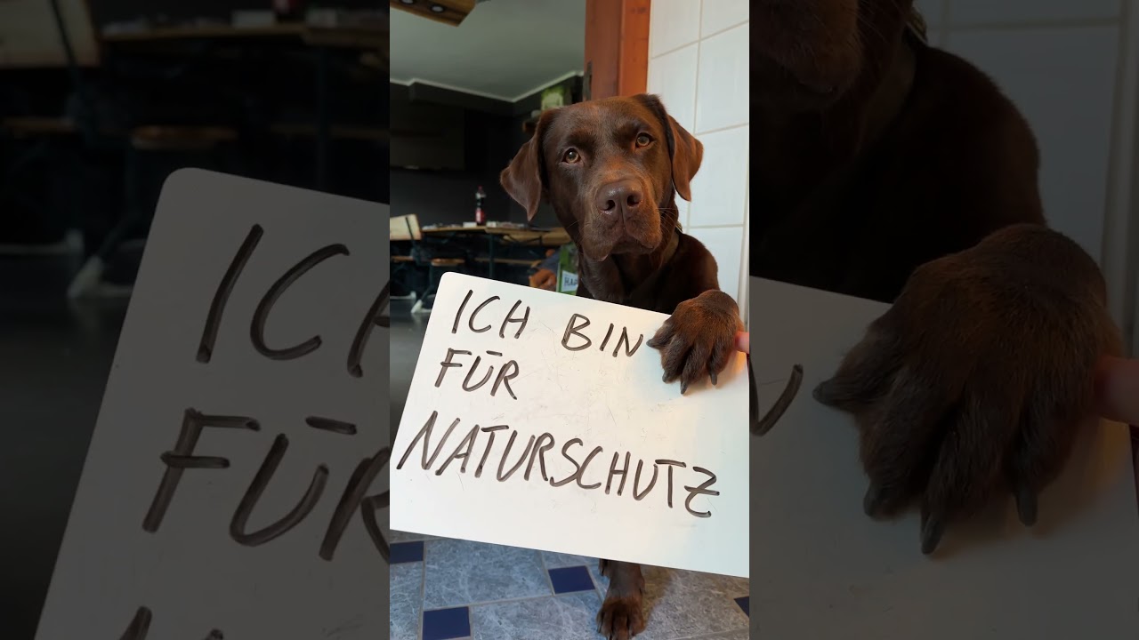 Warum ein Hund nicht baden sollte