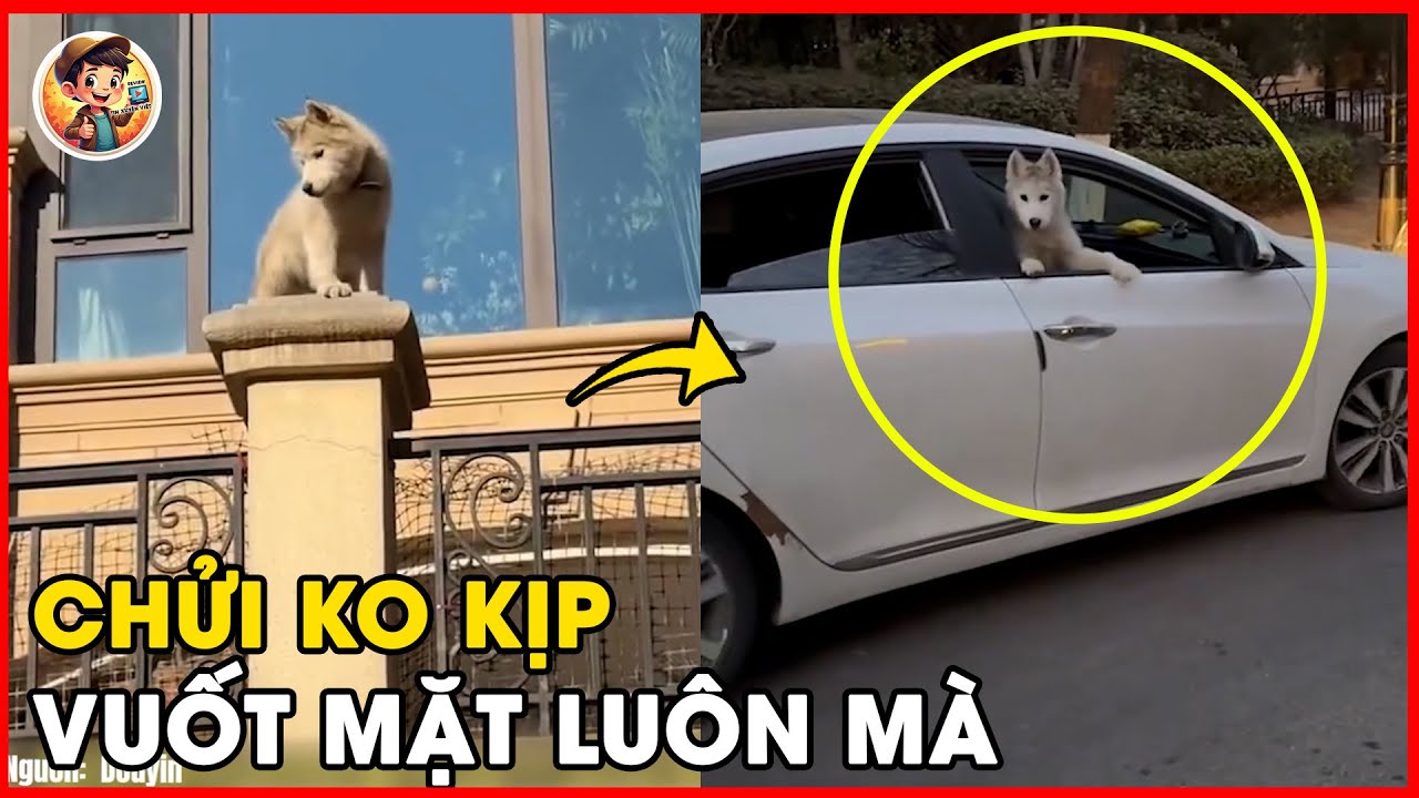 🐶 Husky Đột Nhập Biệt Thự Sang – Ở Lì Không Về, Bị Dắt Đi Còn Mắng Chủ Nhà 🤯 #đờisống #cảmxúc #video
