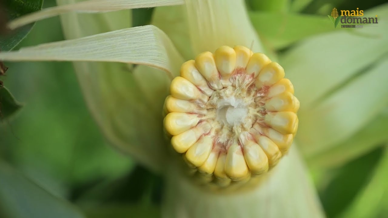 Tre ibridi innovativi per Limagrain a Mais Domani 2023
