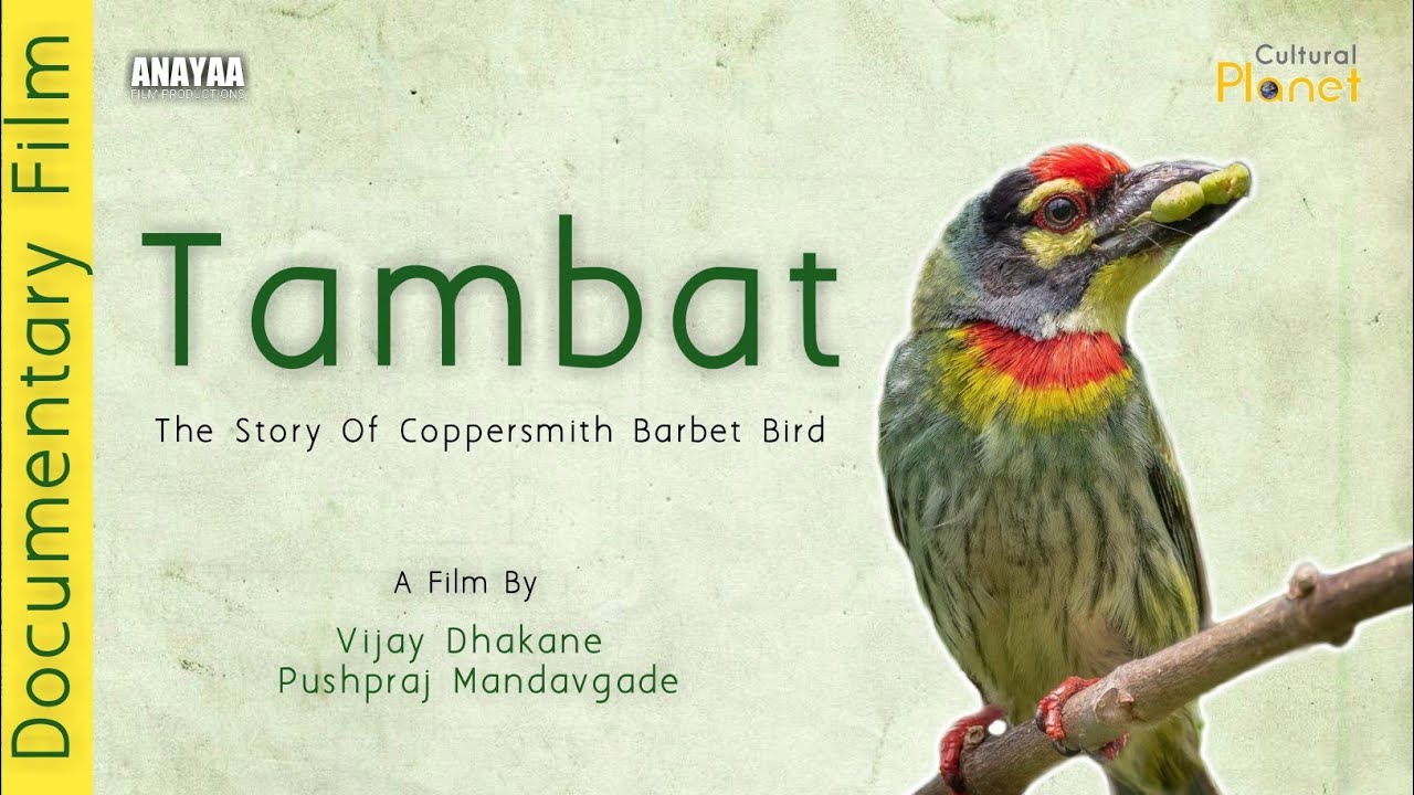 तांबट - The life story of coppersmith barbet | Cultural Planet | Documentary film