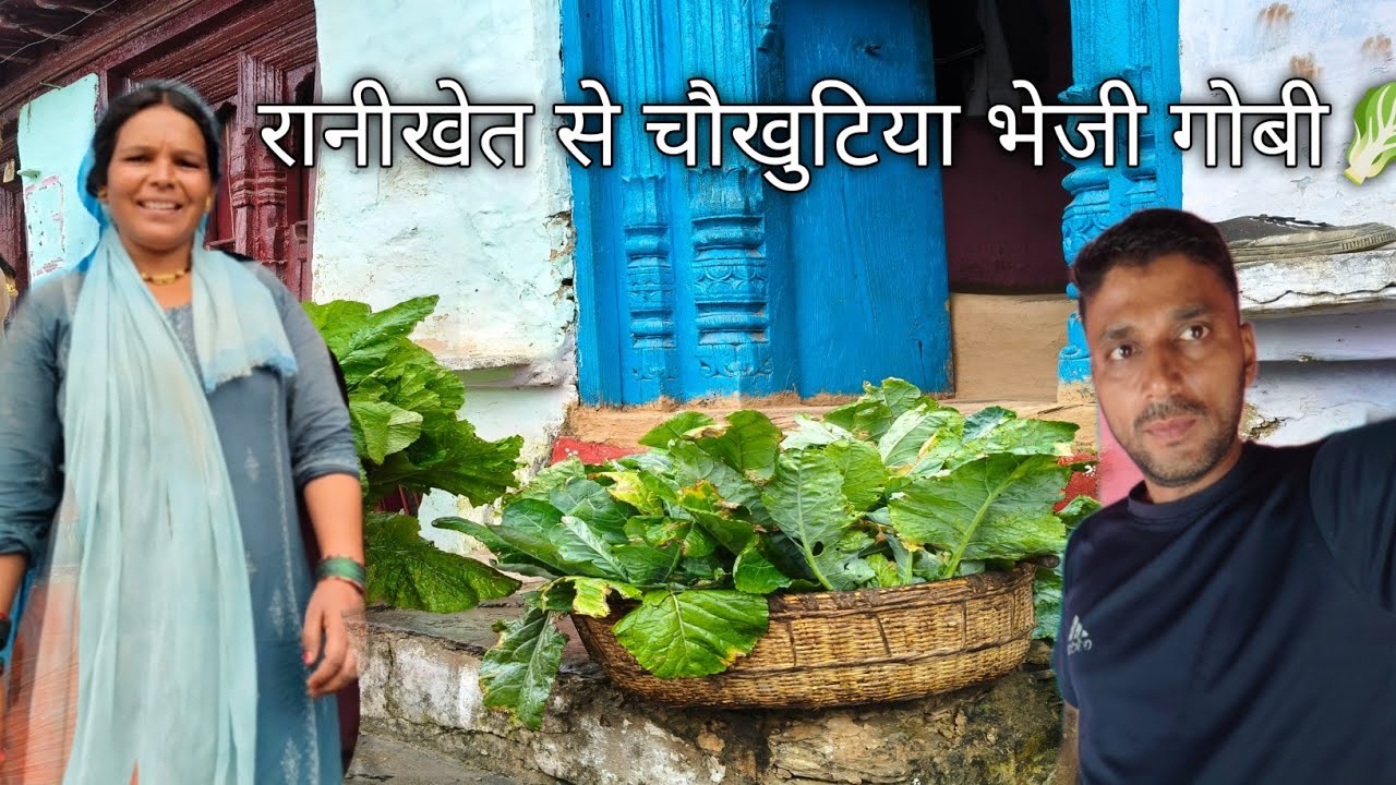 रानीखेत से चौखुटिया भेजी गोबी🥬 pahadi kheti pahadi village life