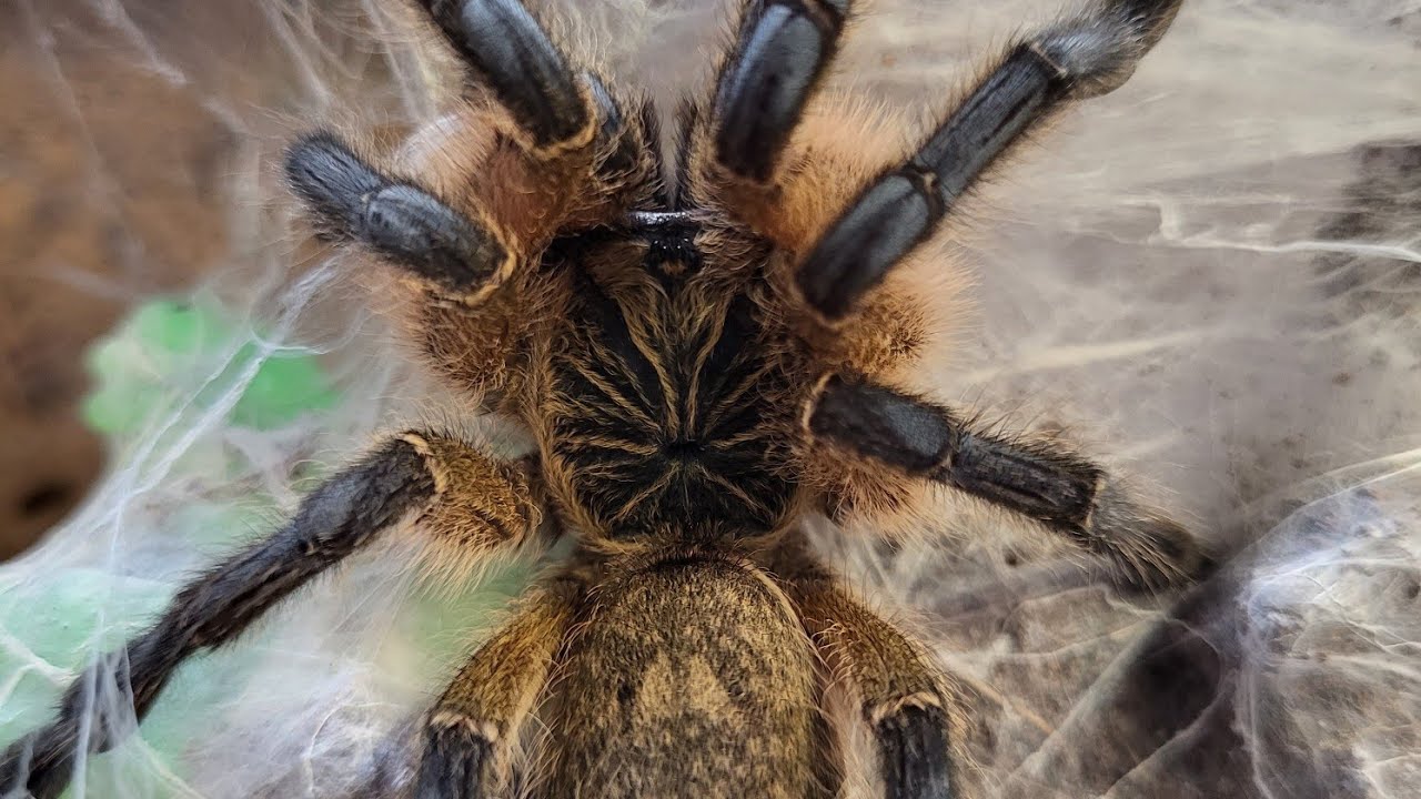 Troca de terrário tarântula