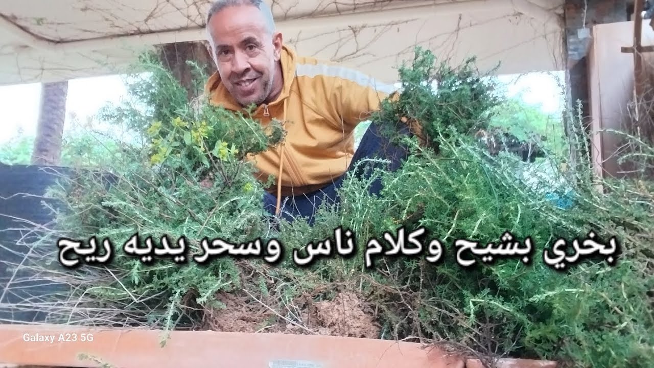 بخري بعشبة شيح وكلام او سحر ناس يديه ريح الشيح فيها منافيع كتيرة
