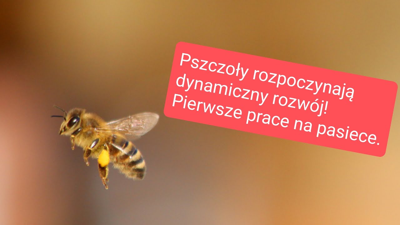 Początek dynamicznego rozwoju rodzin pszczelich! Pierwsze kontrolne przeglądy.