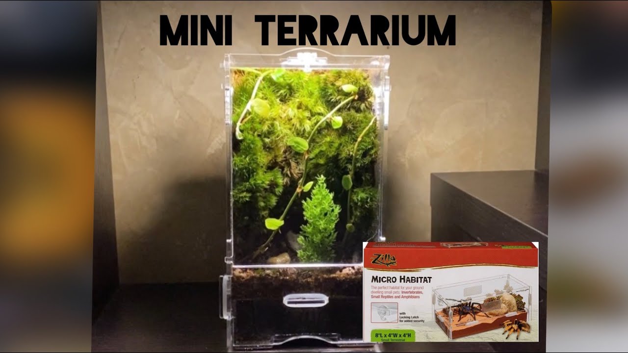 Terrarium Build- Zilla Micro Habitat