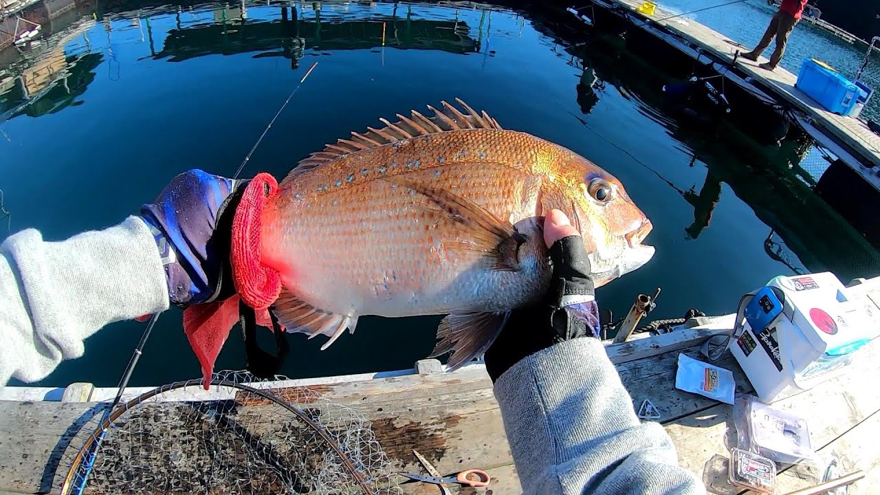 珍しく？釣り日和の【あなたに逢い鯛。釣り堀】11月16日乗り合い釣行