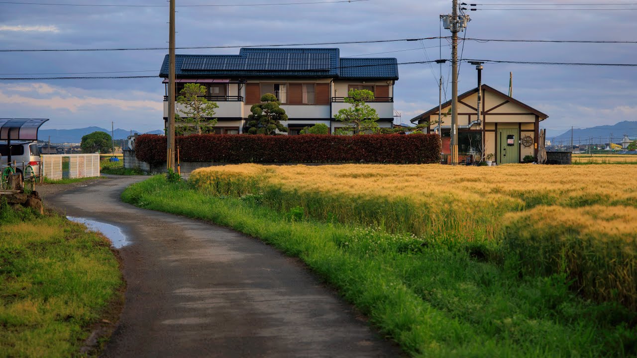 Relaxing Sunrise Walk by Golden Fields while Testing Binaural Mics | Inami, Japan 4K Rural Ambience