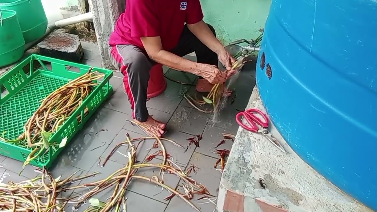 NUCHI SELUR KELADI.