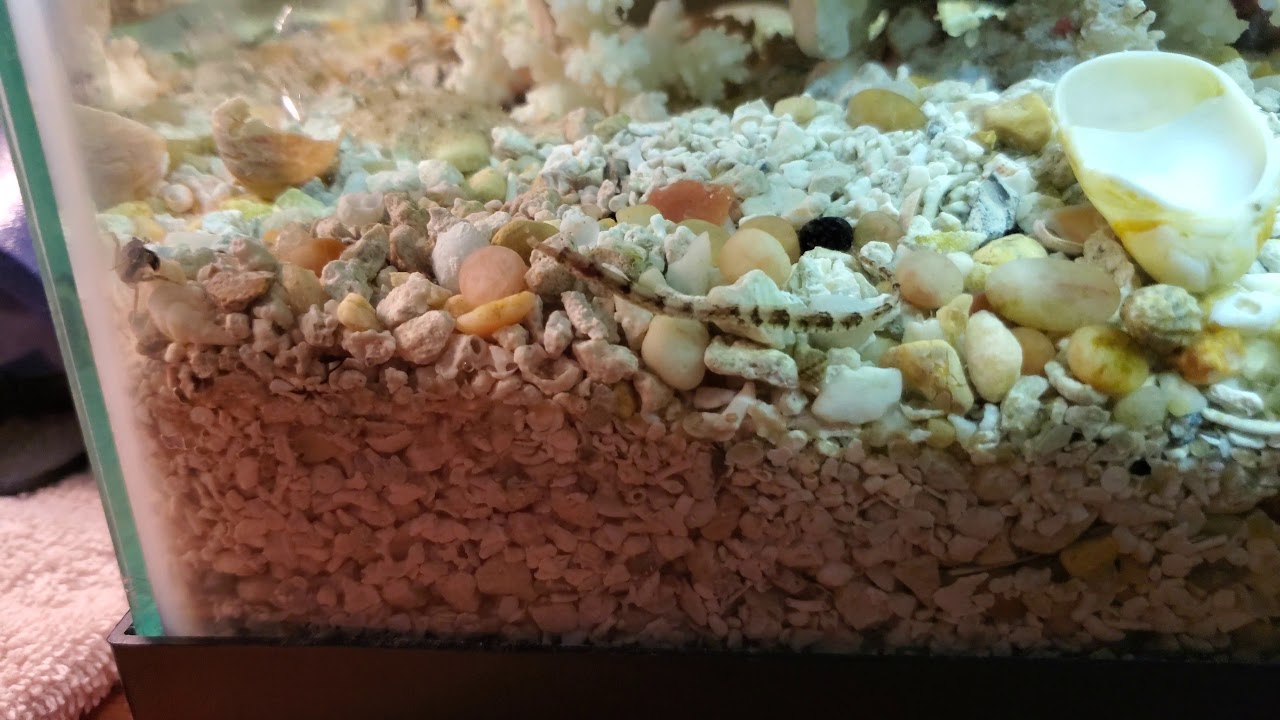 Brackish water fish tank fish species correction.