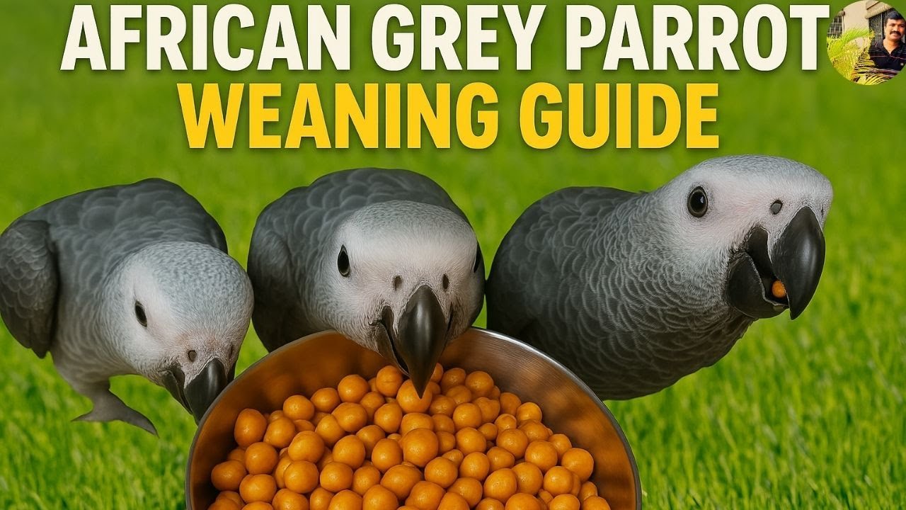 African Grey Parrot Weaning Guide: From Handfeeding to Independence | Feeding Chart | HMS Aviary