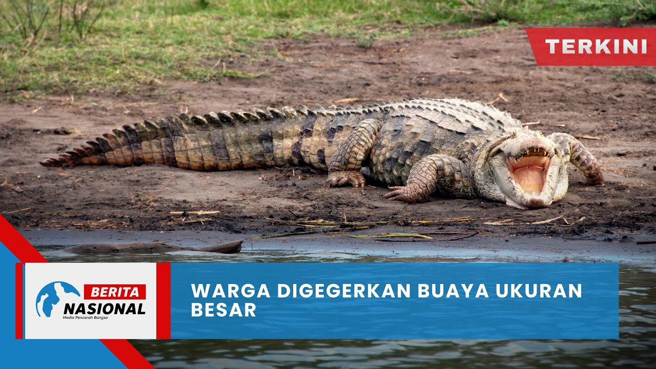 Berita Nasional Terkini | Warga Digegerkan Buaya Ukuran Besar