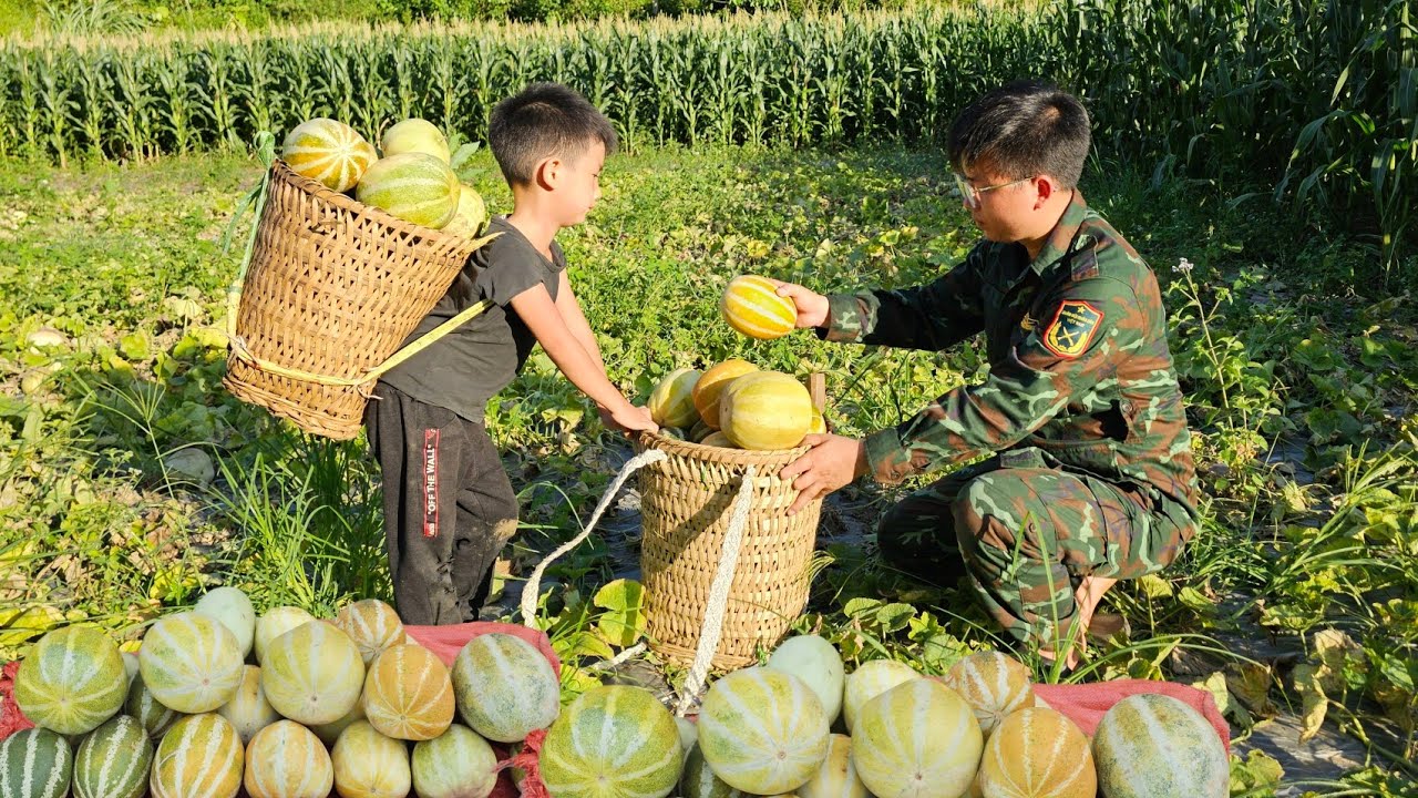 Harvesting the melon garden with the boy and bringing it to the market sell.