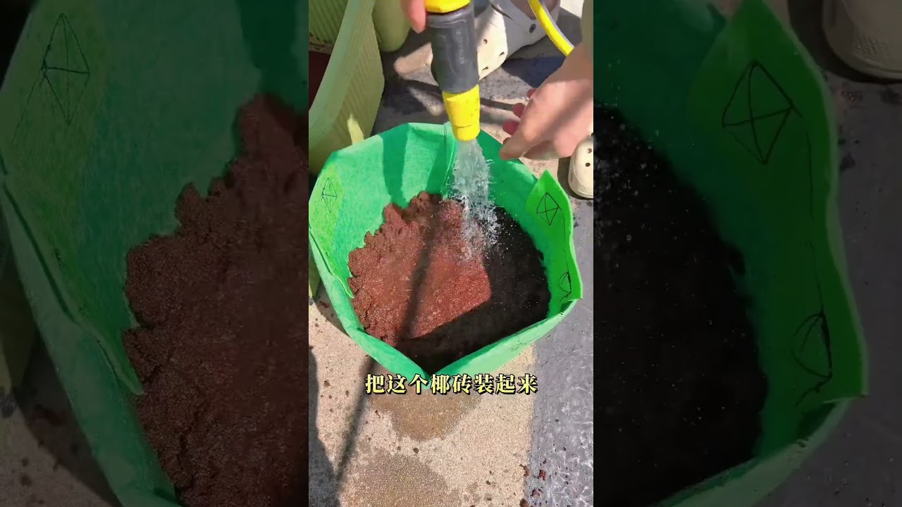正确使用椰子砖和椰子糠的方法 #椰子砖 #椰子糠土壤 #种植技巧