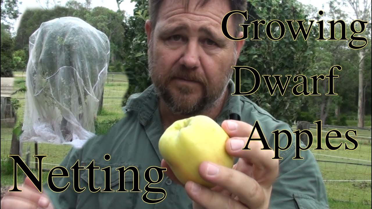 Growing Dwarf Apples & Netting from Pests Golden Dorset