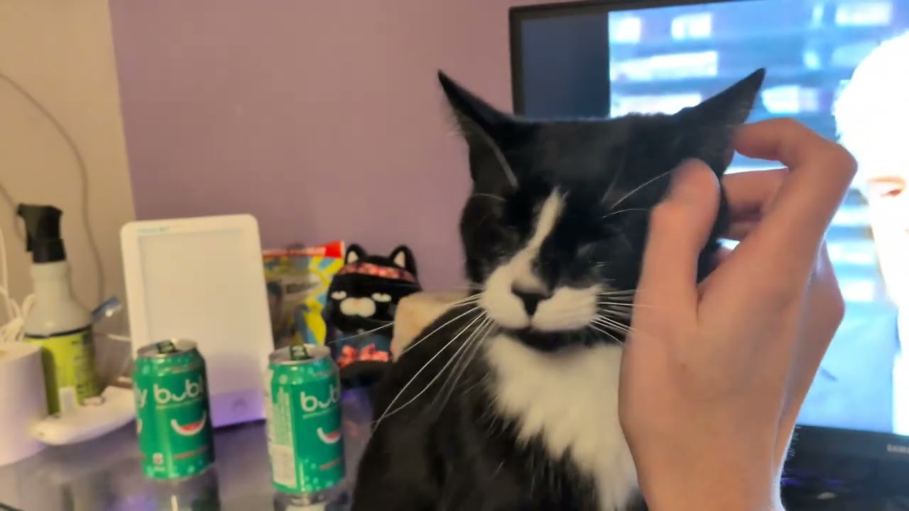 ᓚᘏᗢ Kitty Wanting His Pets and Attention | Cute Tuxedo Cat Short