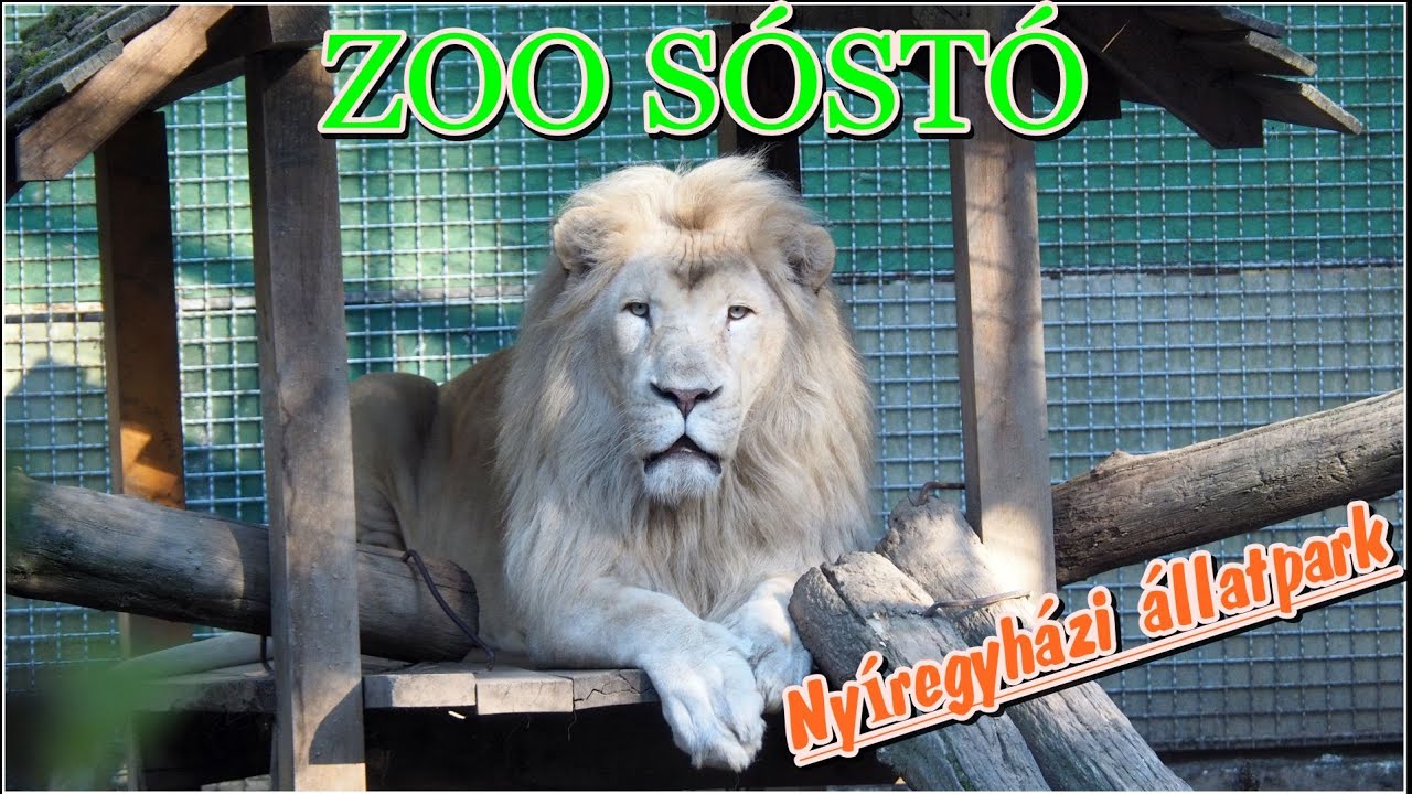 Ny&iacute;regyh&aacute;zi &aacute;llatkert 2018 ősz Zoo S&oacute;st&oacute;