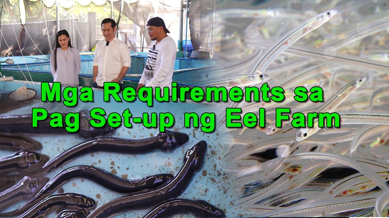 Requirements sa Pag Set-up ng Eel Farm