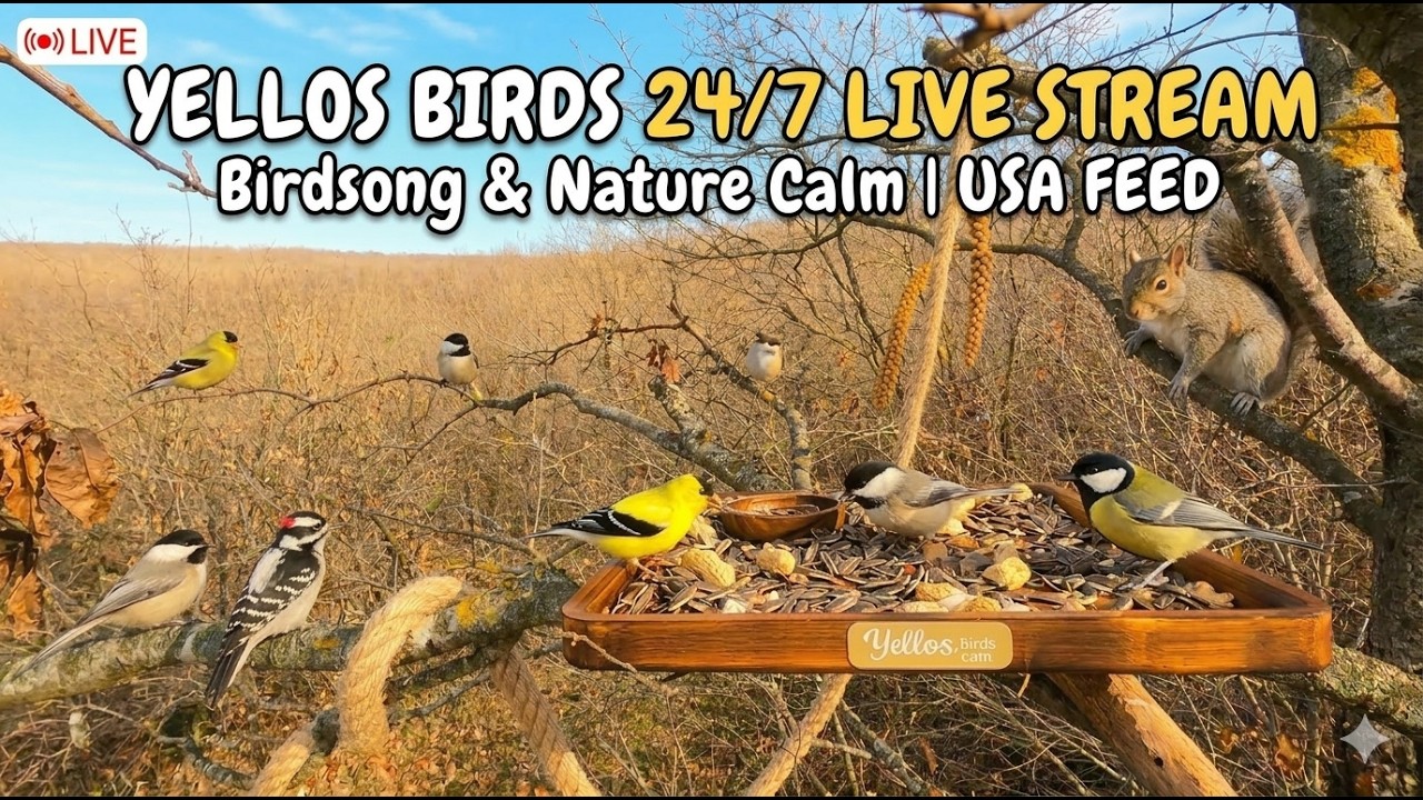 🔴 24/7 Yellow Birds Live Stream: Relaxing Nature & Bird Sounds