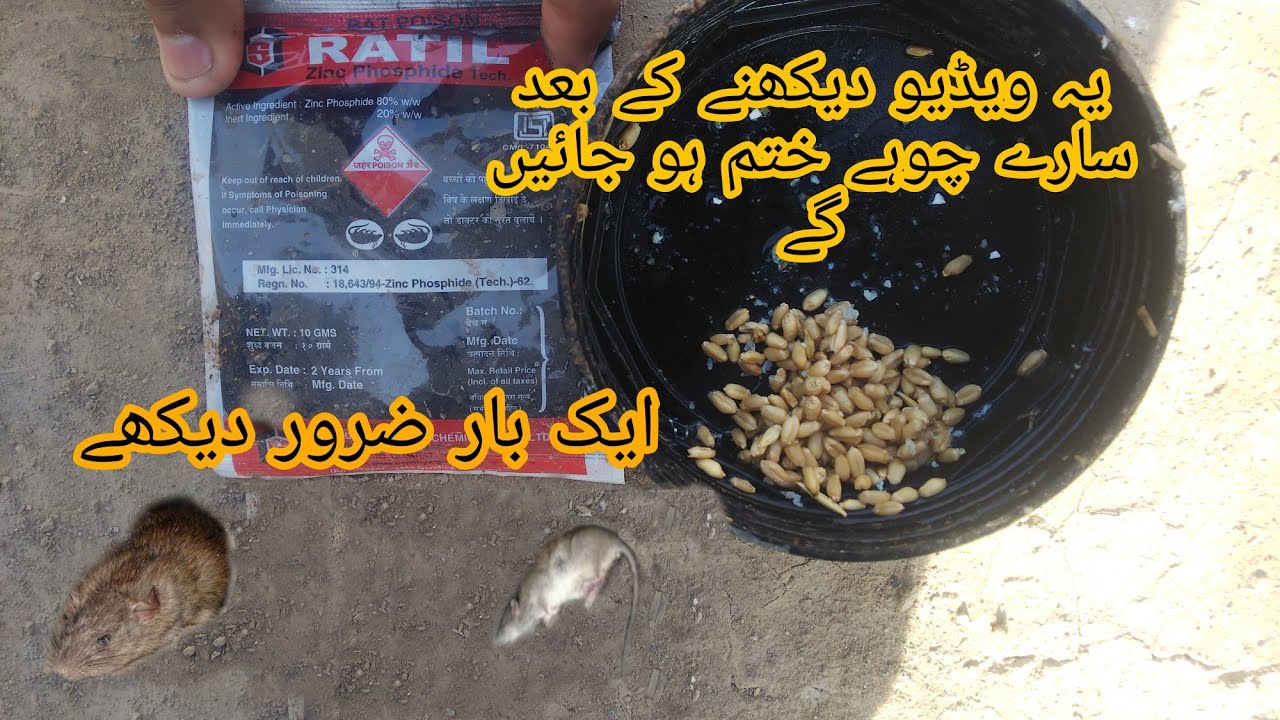 How To Kill Rats Within 30 minutes ||With Ratil  |choho ko kasa khatam kara |Rat ko Kasa Mara