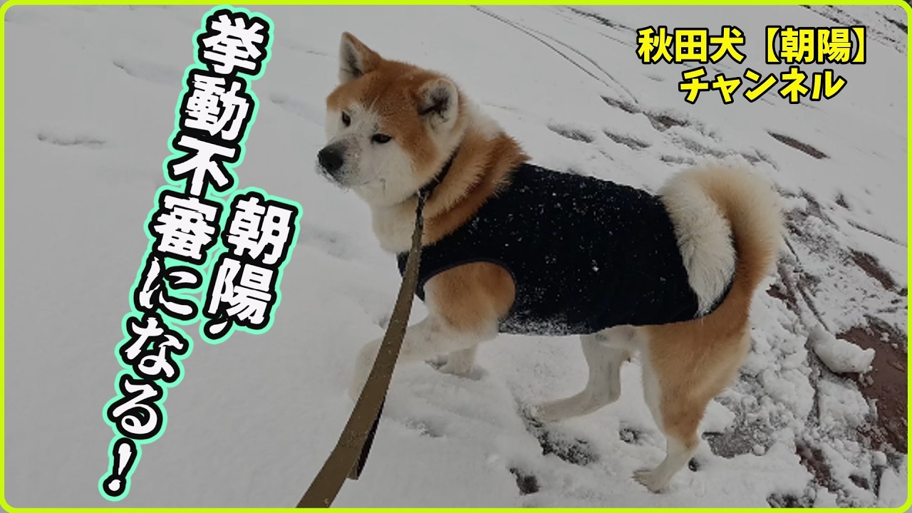 秋田犬【朝陽】チャンネル【朝陽､挙動不審になる！】