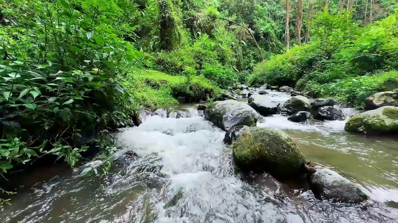 Let the cool stream ease your tired thoughts in a peaceful forest to support deeper rest