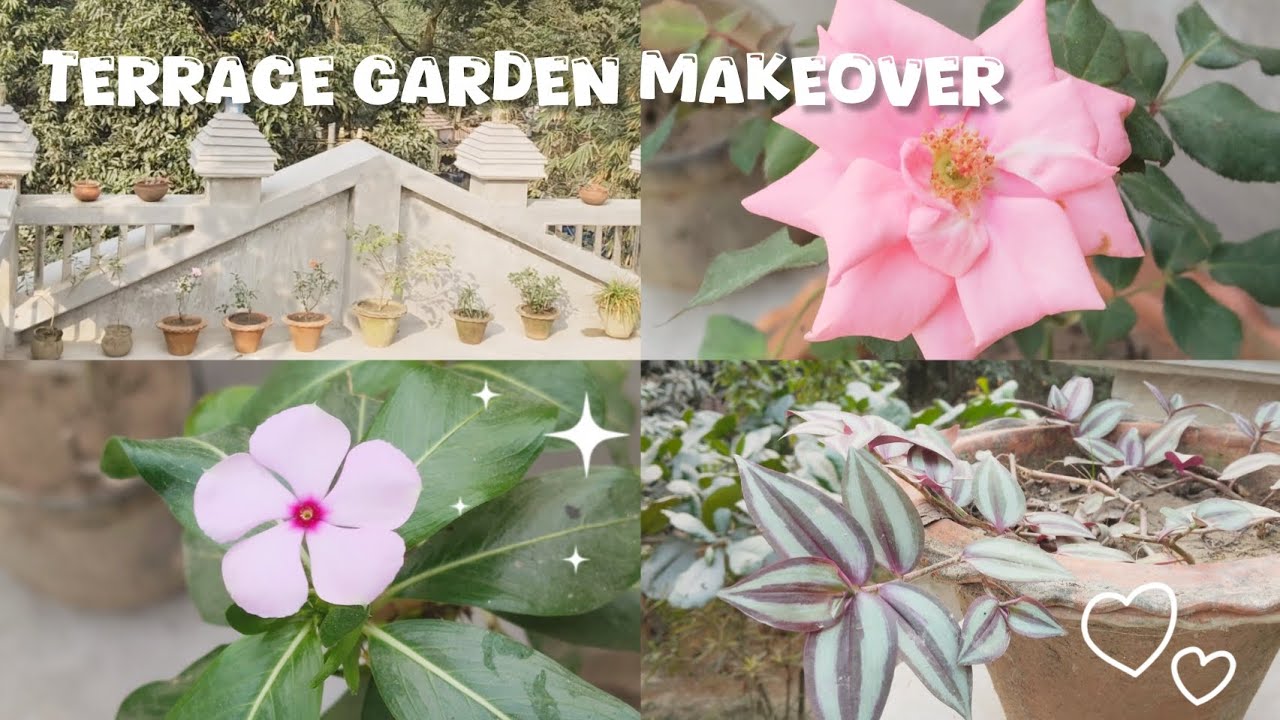 Terrace garden makeover🪴🪏|| we make a terrace garden🌷