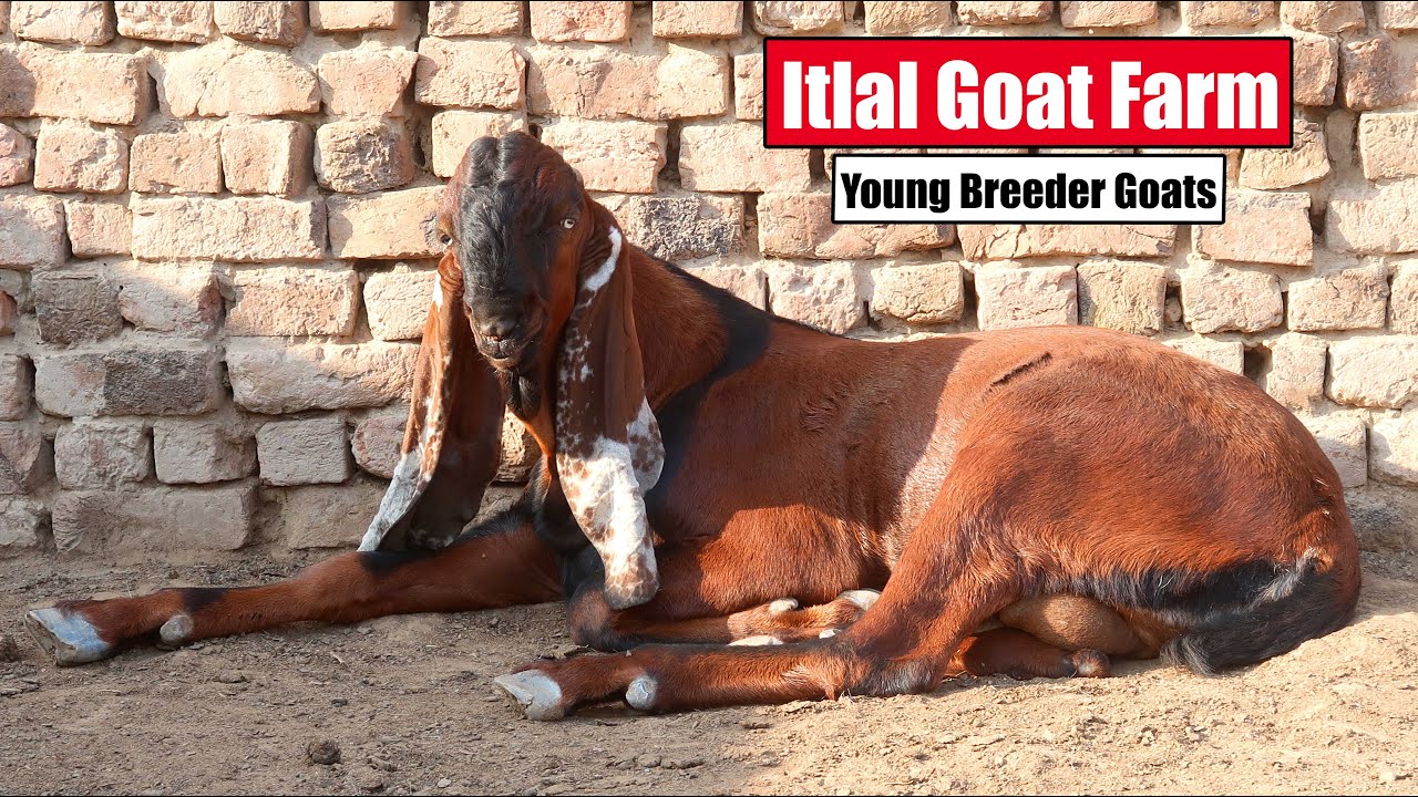 Young Breeder Goats | Itlal Goat Farm Faisalabad 2024 | BakraMandi