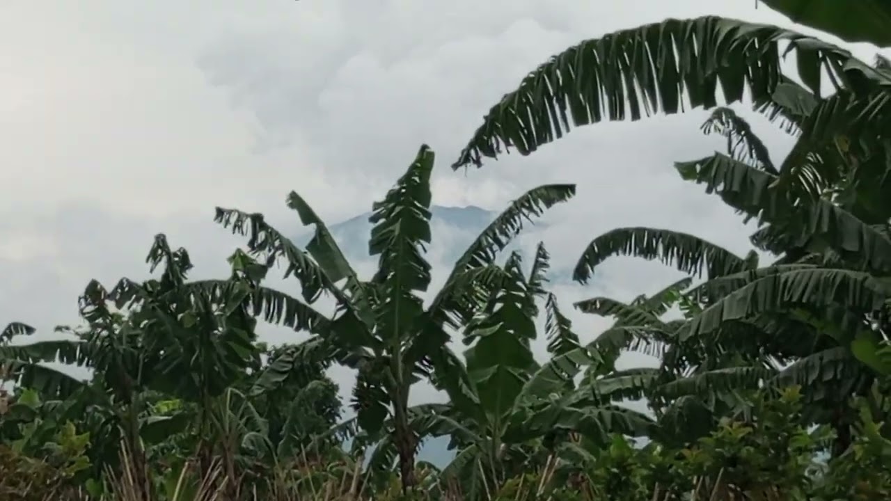 Dijual Lahan kosong berupa kebun View gunung salak 
