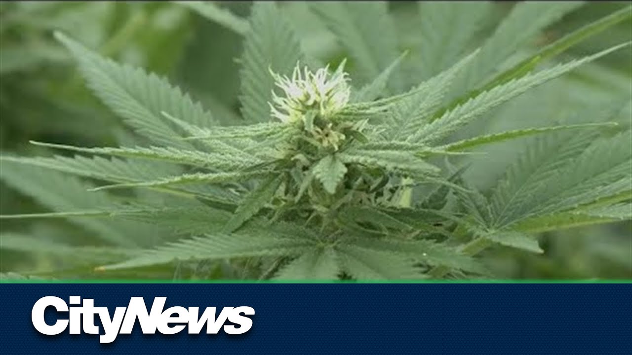Supreme Court: Quebec law banning homegrown cannabis is constitutional