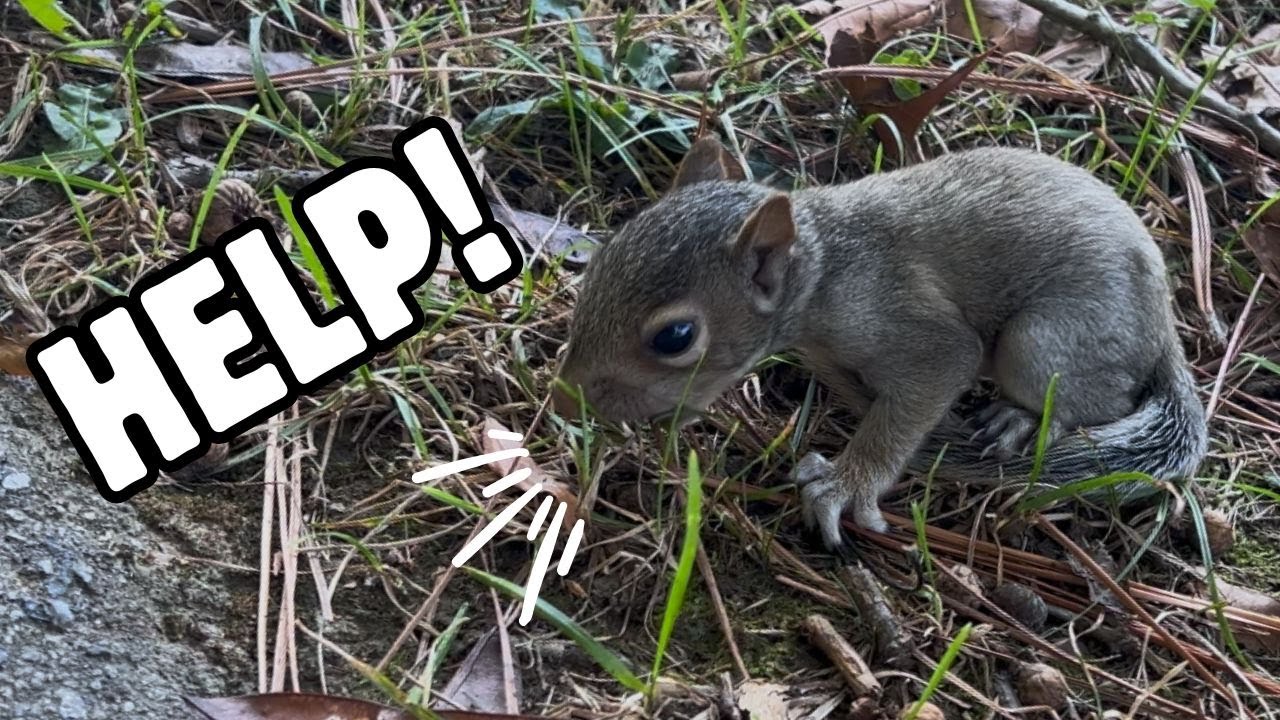 Baby squirrel sounds
