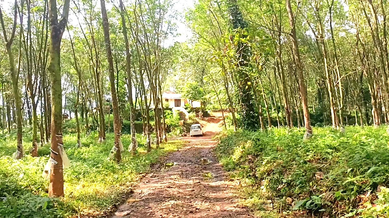 2 acres 75 cents land 3 bedroom house I 24 KERALA PROPERTIES I 553