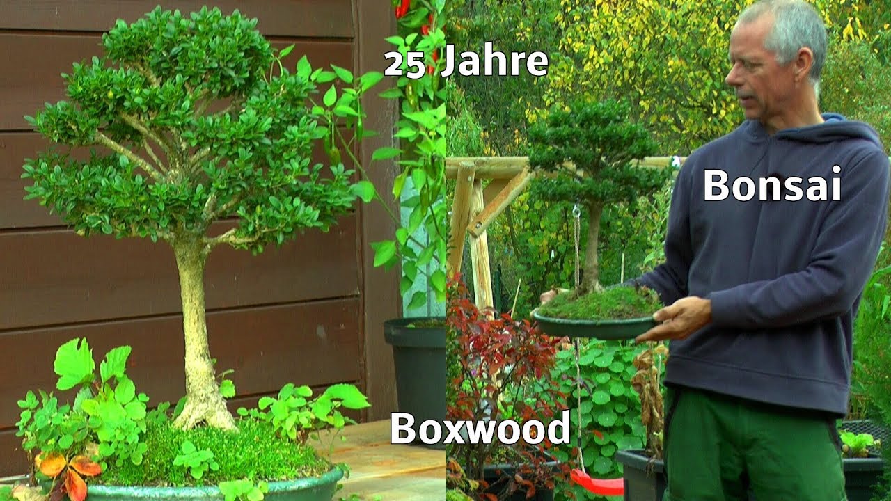 Boxwood Buchsbaum Buxus Bonsai 25 Jahre Spezial