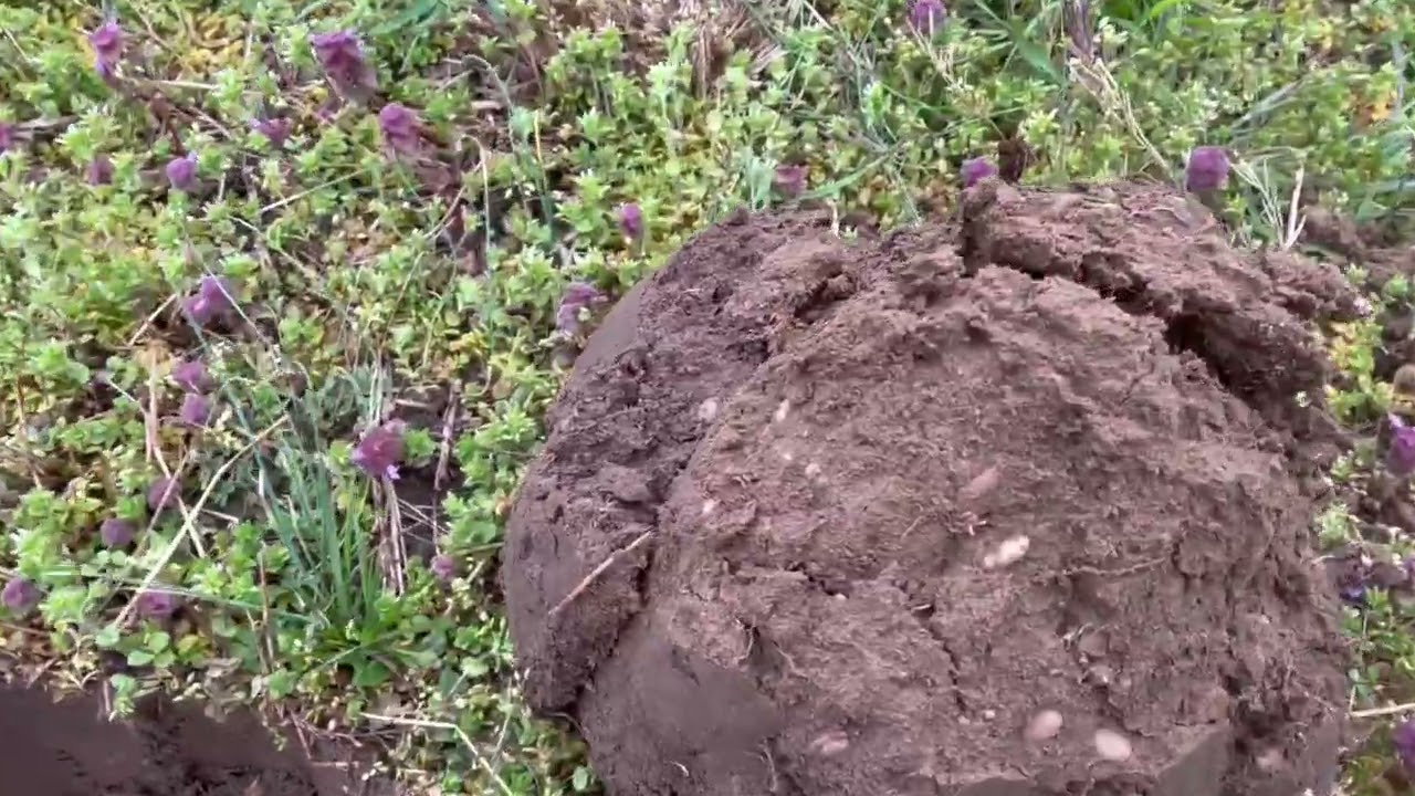 Minelab Manticore Metal Detector Customer Find [2024]
