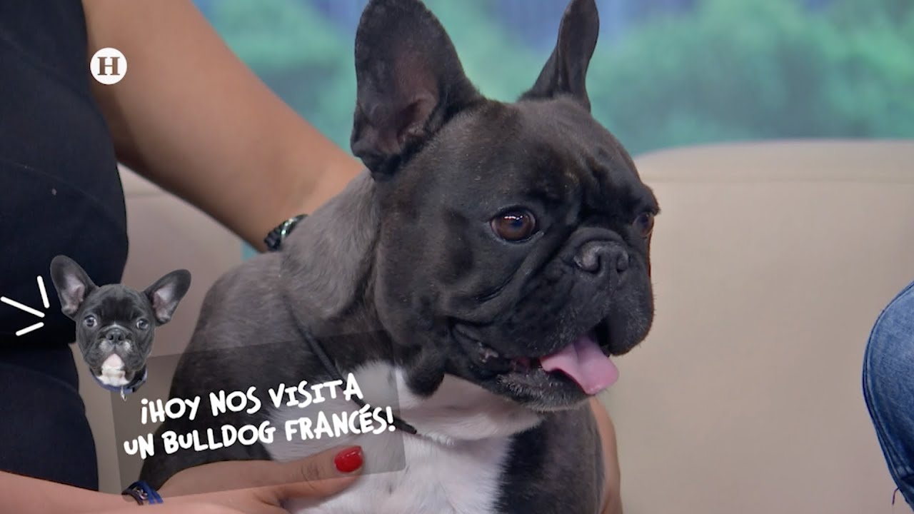 Garrapatas en perros: Enfermedades que ocasionan y qué hacer para combatirlas