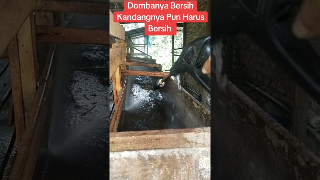 Bersihkan Kandang 