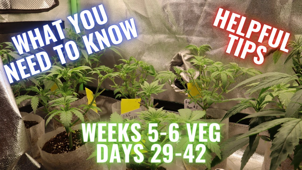 RGT GROW LESSONS: WEEKS 5-6 VEG + HELPFUL TIPS