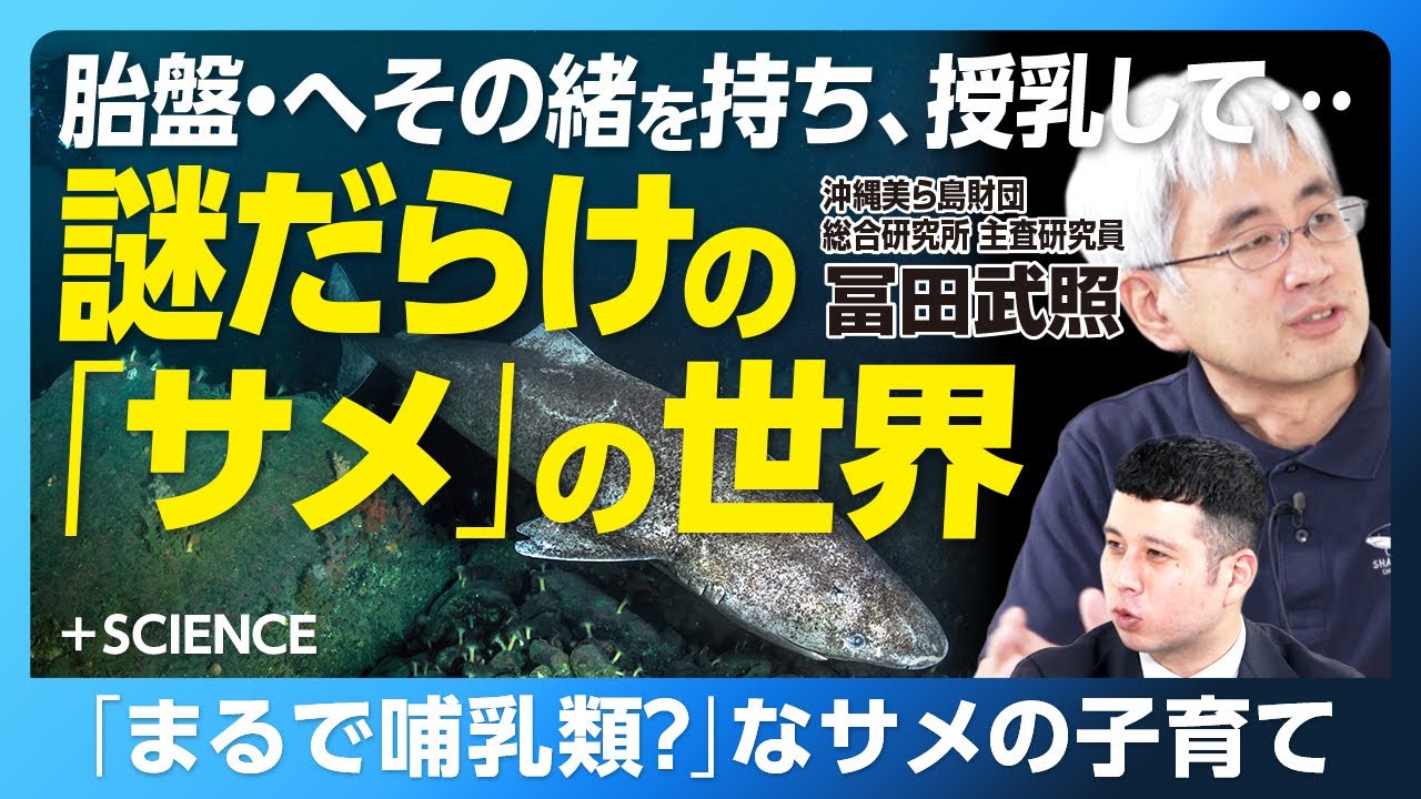 【光るサメ、400年生きるサメ…多種多様なサメの世界】胎盤・子宮・授乳…まるで哺乳類なサメの子育て｜ホホジロザメはミルクで育つ｜環境で変わる？サメのこれから｜人工子宮でサメの繁殖を【冨田武照】
