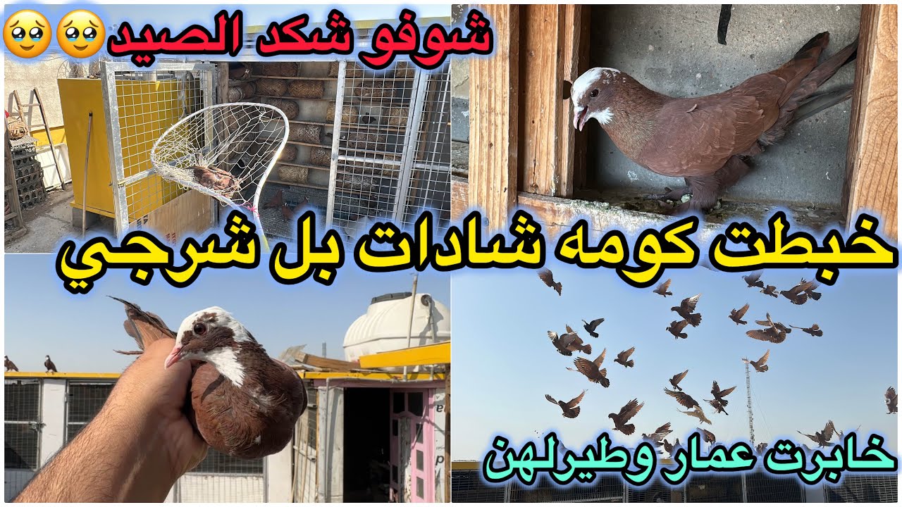 كومه شادات طشرتها بل شرجي😎شوفو شكد الصيد❤️❤️