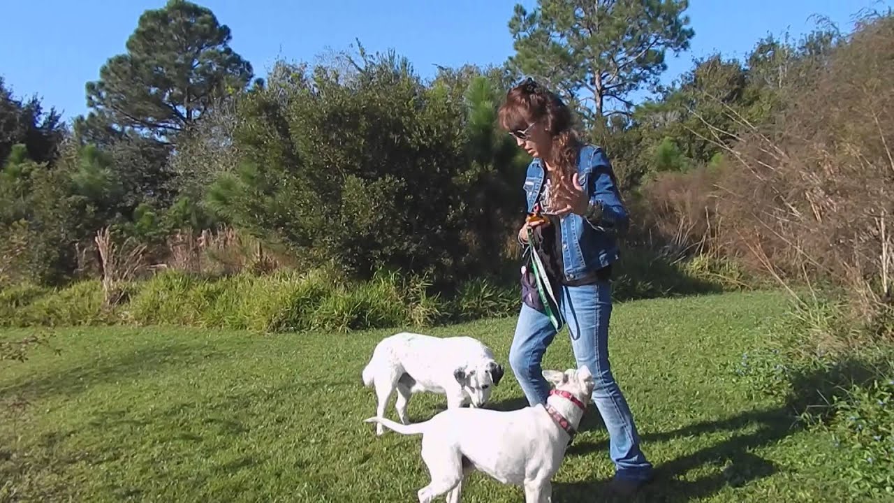 How To Train Deaf Dogs