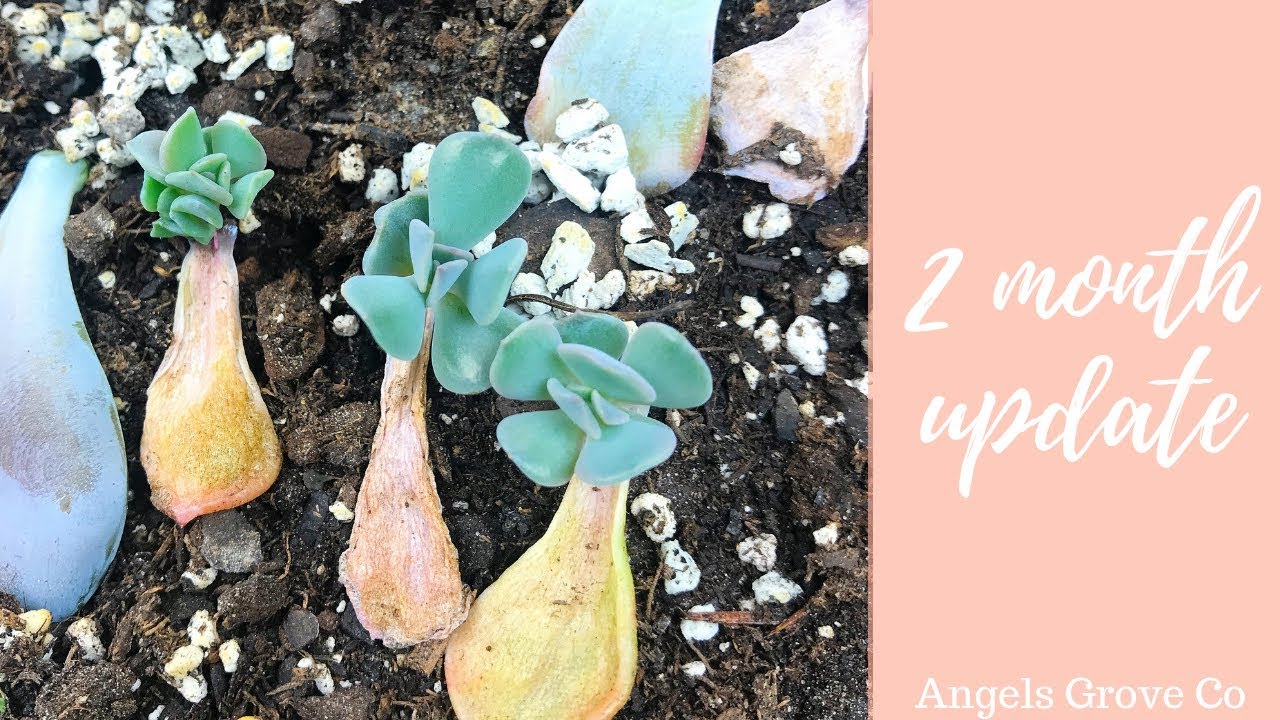Succulent Propagation Mandala Two Month Update // Angels Grove Co