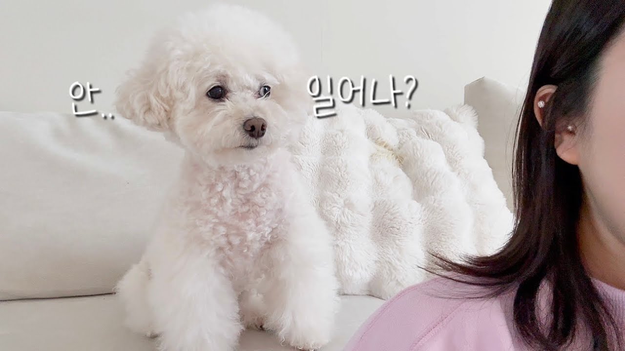 영하 날씨에 극기훈련 수준으로 산책 원하는 강아지