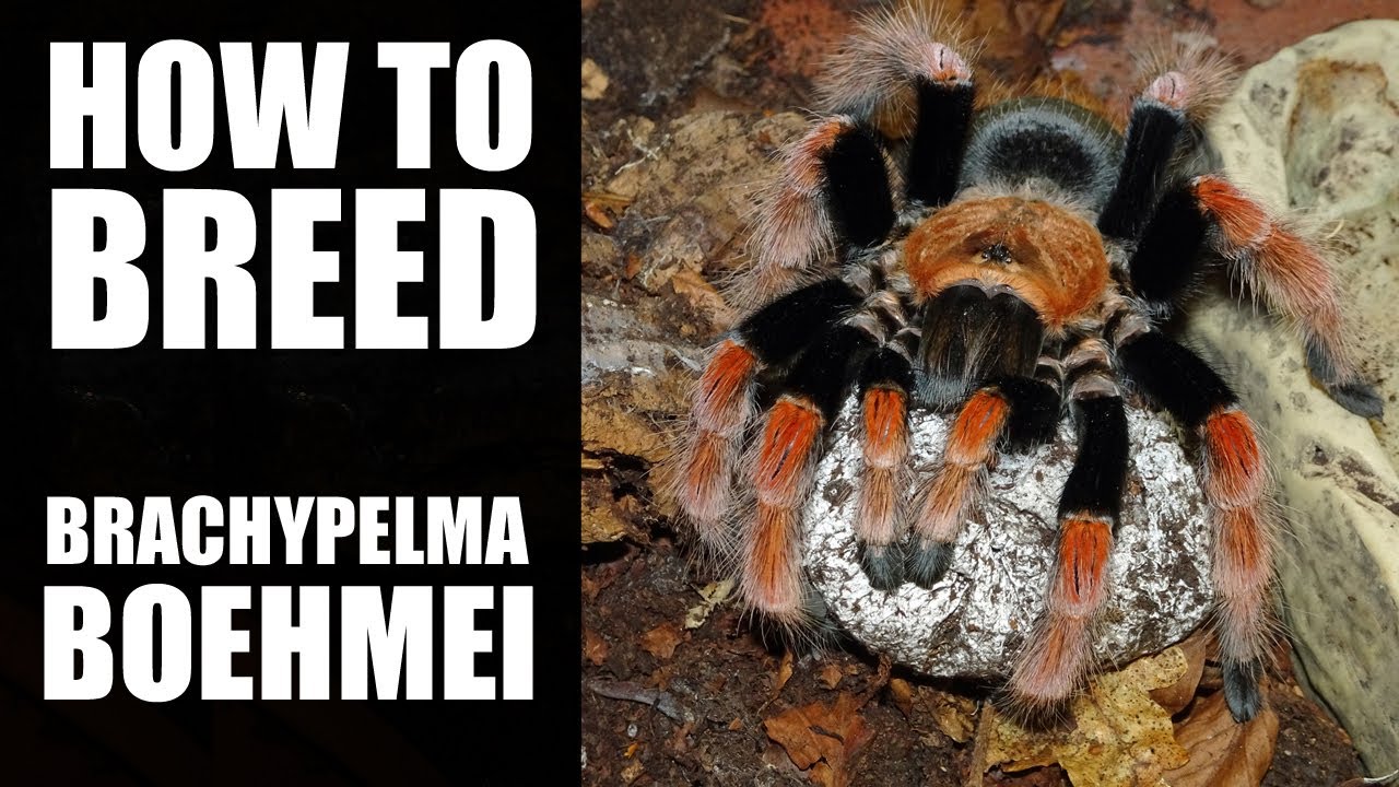 Mexican fire-leg tarantula success!